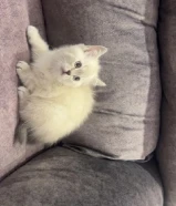 قطط سكوتش ستريت