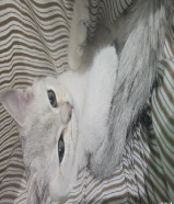 قطه 3 اشهر معاها دفتر التطعيم انتاج منزلي مع ليتر بوكس ومو للتبني برتش شورت هير بيور