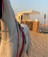 حصان مصري بيور ريس19