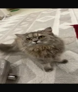 ابي احد صامل ويستعجل بسافر قريب ومتوهق فيها