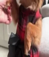 كلبه للتبني