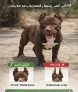 مطلوب اي كلب حراسه وقوي وما يغلى على 200 دينار