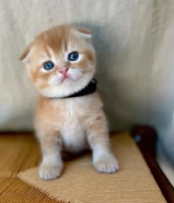 Teddy Bear Golden Scottish Fold