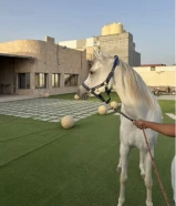 للبيع مهرة مصرية بدون اوراق