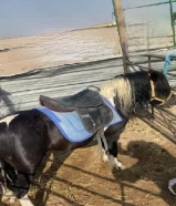 للبيع بوني هادي سلام ما يشكي من شيء صامل ما قصر معه إن شاء الله