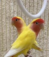 للبيع طيور روز lovebird ................................................... للبيع طيور lovebird
