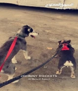 هاسكي انثى للبيع سبب البيع ماعندي مكان لها