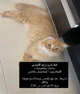 قط شيرازي للتبني 5 شهور