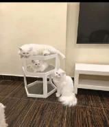 مطلوب قطة انثى للتزاوج