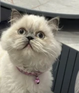 Persian Himalayan girl cat