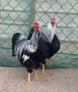 وايندوت بنتاما + ساسكس