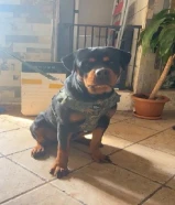 للبيع روت وايلر انثي