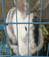 أرنب كبير ممتاز صاحي