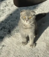 للبيع سكوتش فولد شورت هير