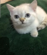 مو للتبني قط سيامي