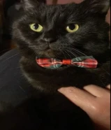 قط لونه اسود عمره 5سنوات هادئ جدا