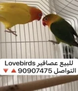 عصافير 2 Lovebirds