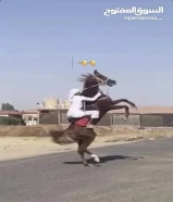 الببيع خيل