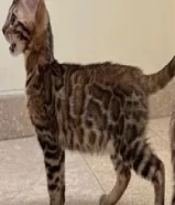 Bengal Kittens / للبيع قطط بنغال