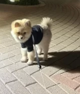 Pomeranian mini