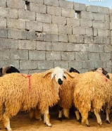 قصاب خبره في جميع انواع الماشية