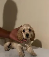 كوكر اسبانيول