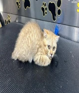 قطة للتبني 4 شهور