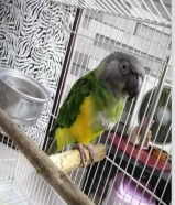 ببغاء سنغالي ذكر جاهز للتزاوج