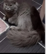 قط الليف ومدرب