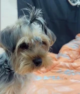 كلب لعوب يحب الاطفال