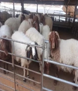 قصاب تحت الطلب