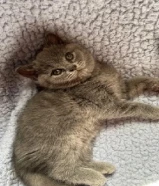 للبيع كتن نثيه نوعها برتش شورت هير British Shorthair Female Kitten For Sale