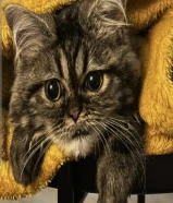 قطة للتبني لطيفة وجميلة