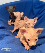 كتنز نوع سفنكس- Sphinx kittens