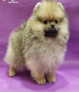 Purebred Pomeranian puppy’s for sale