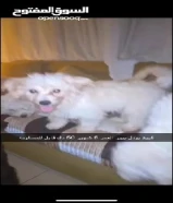 جلب للبيع عمره سنه و 4 شهور