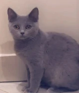 برتش ذكر 6شهور