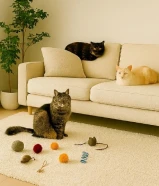 استضافة قطط في بيئة آمنة