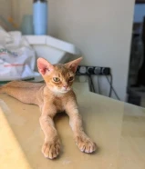 قطط أبيسينيان أصيلة Purebred Abyssinian kittens