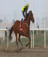 حصان انجليزي شرط السلم مواليد 2020 وهادي يصلح حق الكبير والصغير وحتي مرثون يصلح