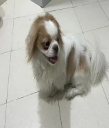 كلب شيتزو لطيف للبيع