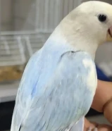 لوفبيرد قاطع عس