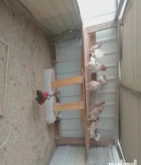 للبيع دجاج عربي نوعي ممتاز