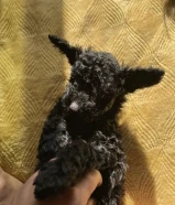 للبيع توي بودل ذكر