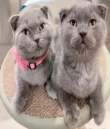 اسكاتش فولدد إيرز شورت هير