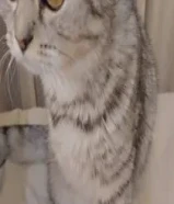 قطة طالبة تزاوج