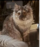 قطط اناث للتبني الاتصال على الرقم الموجود بالوصف فقط