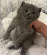 كتن سكوتش سلفر بلو