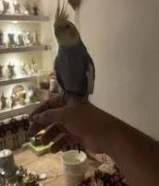 مفقود كروان بالدوحه66665384