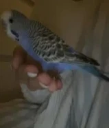 عصافير بادجي